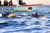bali dolphin package