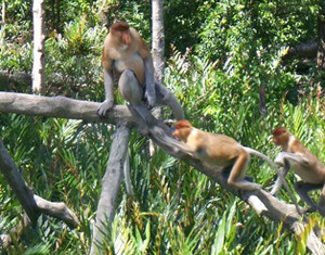 sepilok orang utan